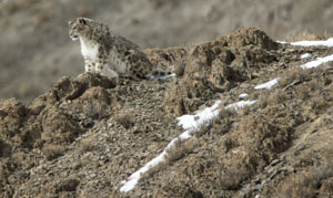 snow leopard